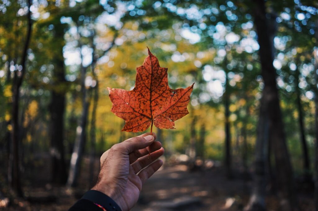 canada vape travel 
